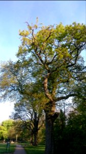 Tree in Roath Park Rec