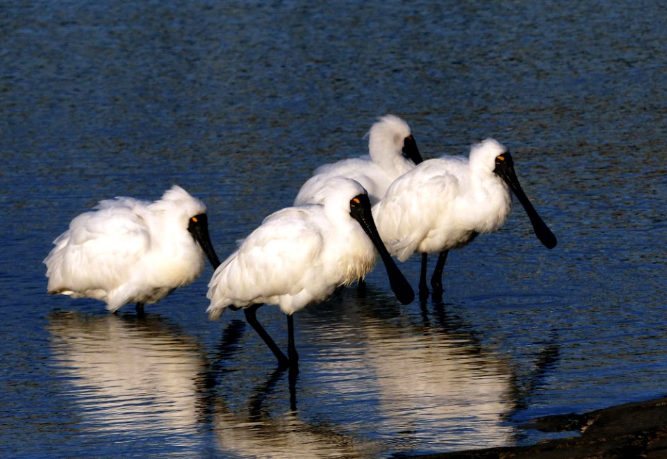 Royal Spoonbills.