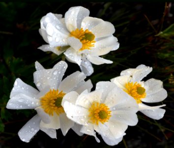 Mt Cook lily (Ranunculus lyallii) photo