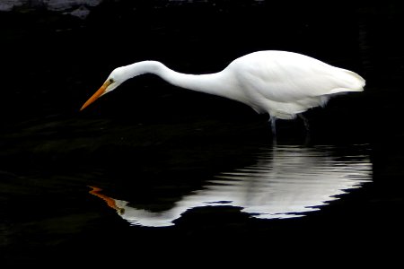 White heron,(Egretta alba modesta)