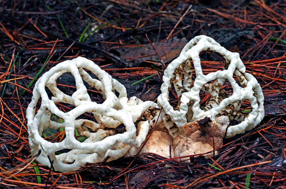 Ileodictyon cibarium. (basket fungi).