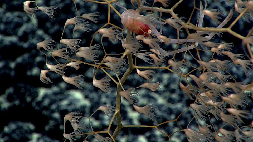 Squat Lobster photo