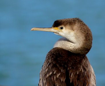 Spotted shag. (Stictocarbo punctatus) photo