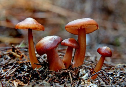 Cortinarius sp photo