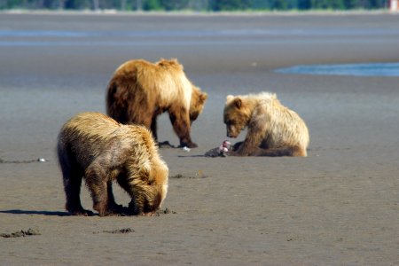 Lunch time on the coast photo