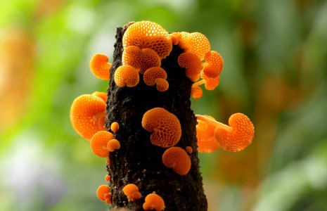 Favolaschia calocera.(orange pore fungus,)