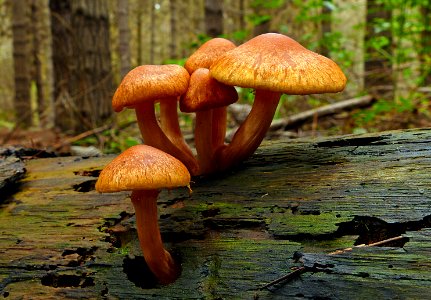 Gymnopilus.