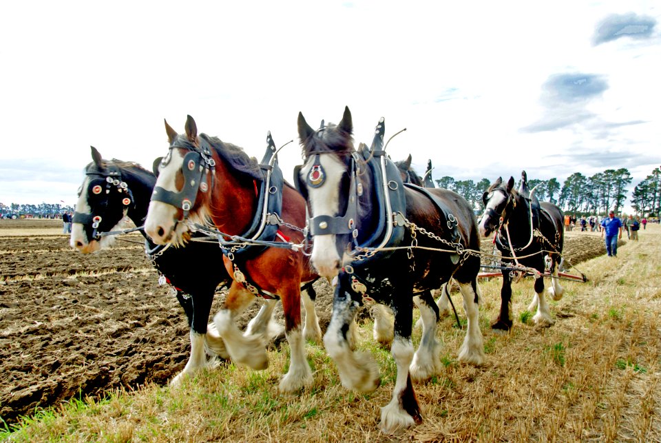 Horse Ploughing (18)