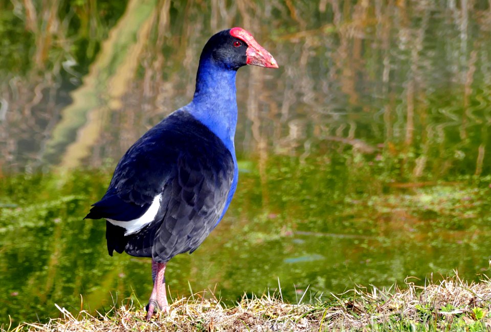 Pūkeko. New Zealand (Porphyrio porphyrio melanotus) photo