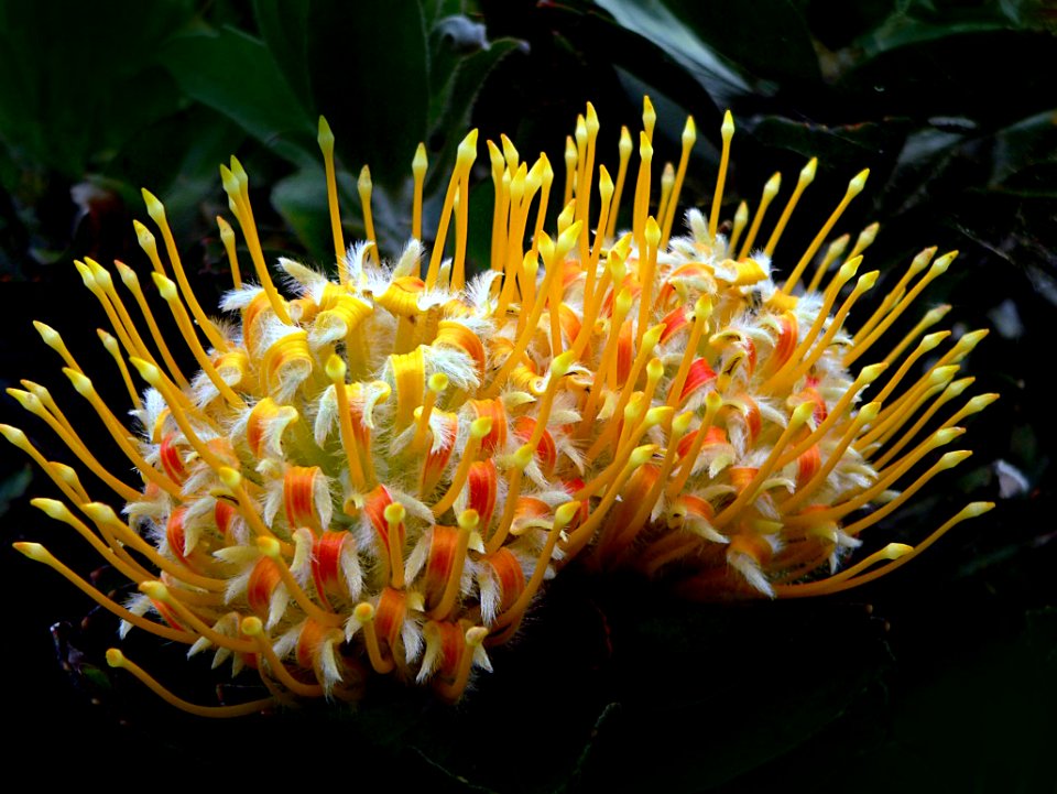 Leucospermum cordifolium.South Africa.