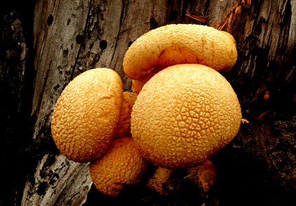 Gymnopilus junonius. Rustgill Mushroom photo