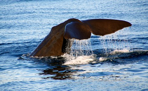 Sperm Whale diving. photo