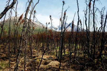 Currant Creek Fire Scar