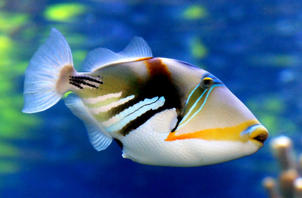 Reef trigger fish. photo