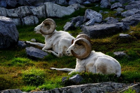 Dall Sheep.(Ovis dalli) photo
