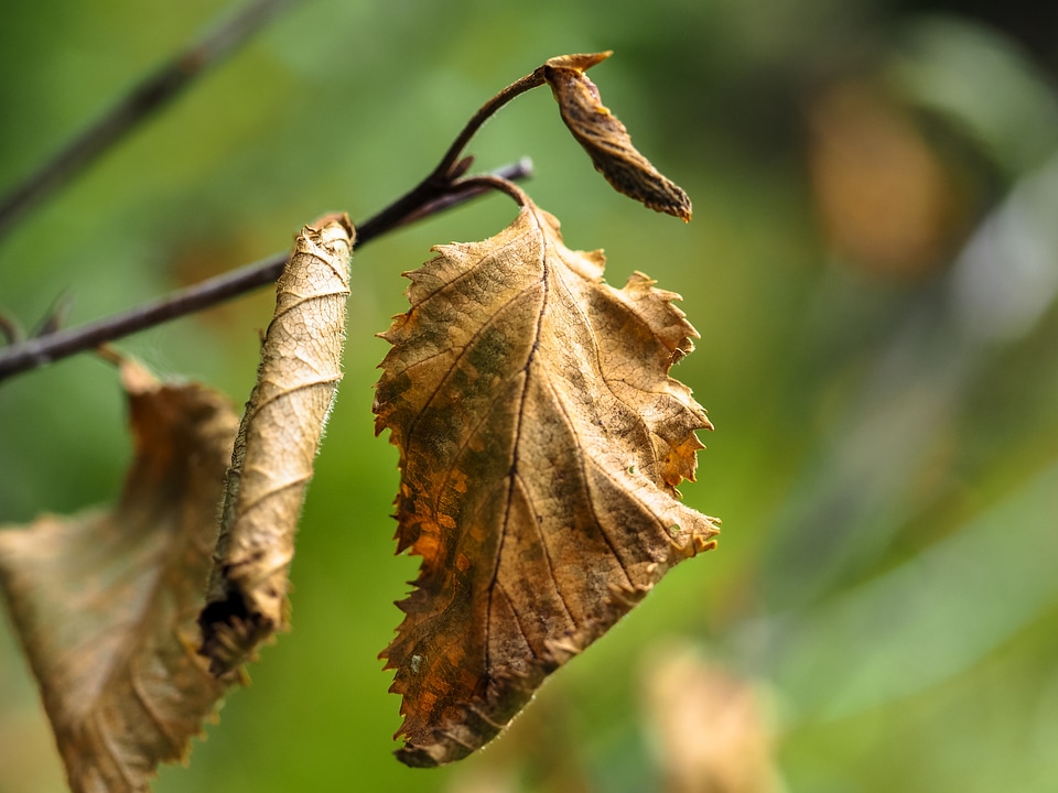 Brown fall foliage nature