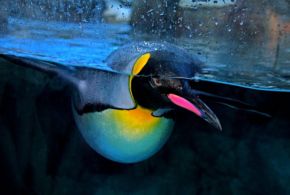 King Penguin.Calgary Zoo.