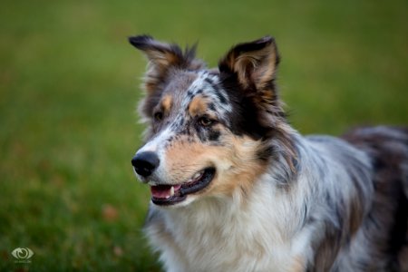 Hund 150052