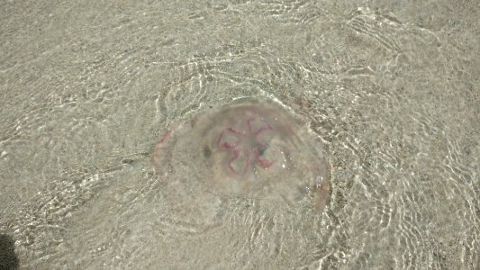 Jellyfish photo