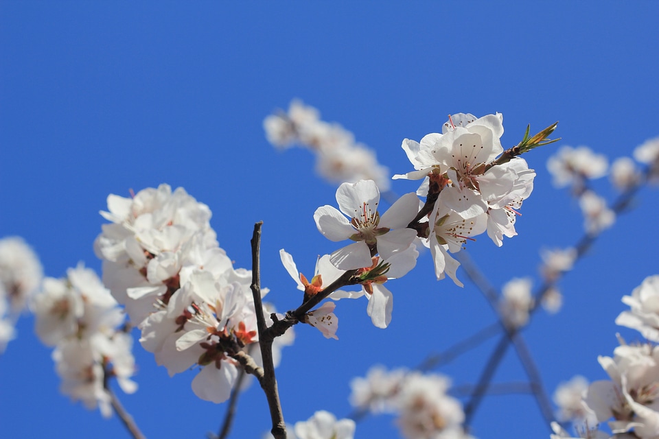 Tianjin hongqiao peach blossom peach embankment