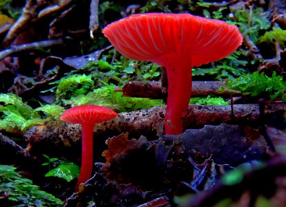 Hygrocybe rubrocarnosa. photo