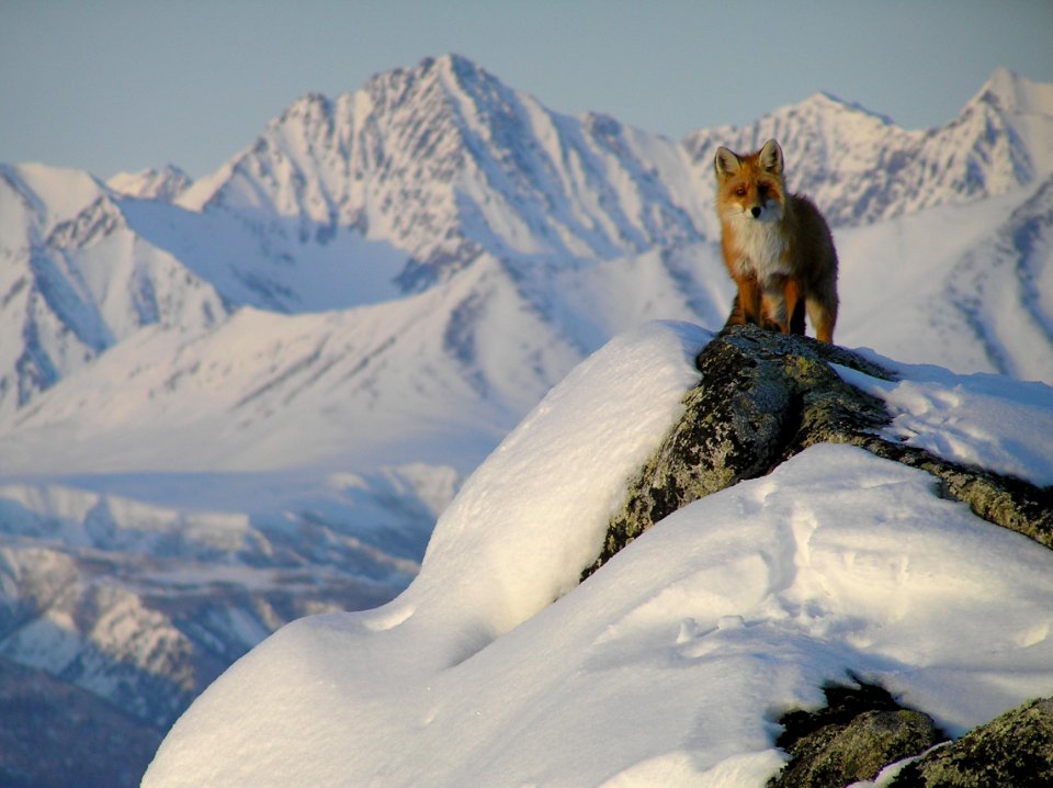 Red Fox (Vulpes vulpes) Surveys The Landscape