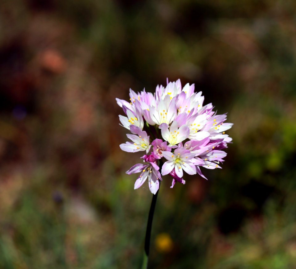 Flore montpelliéraine