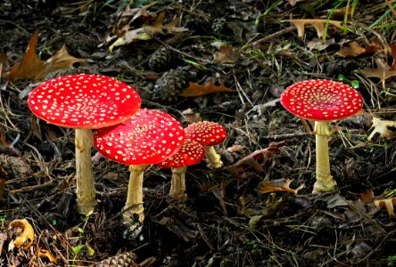 Fly Agaric (Amanita muscaria) photo