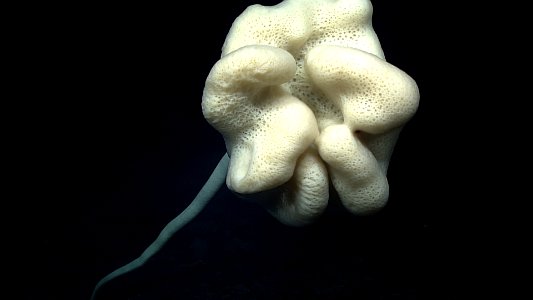 A very large spectacular stalked sponge photo