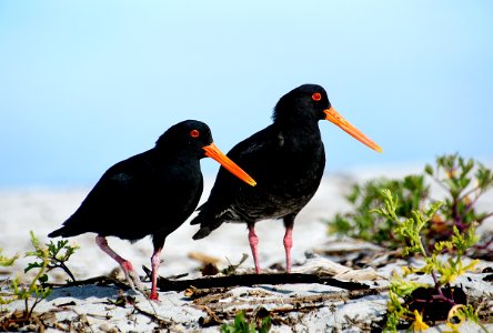 A pair of Variable oystercatchers. photo