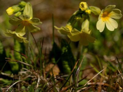 Primula vulgaris