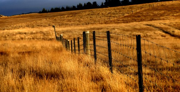 Along the fence line.
