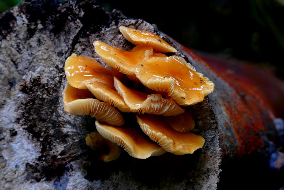 Flammulina velutipes