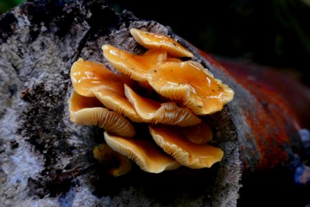 Flammulina velutipes photo