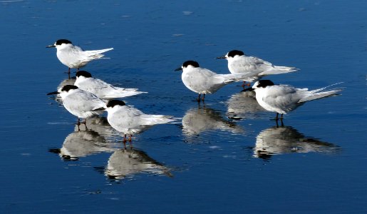 White fronted terns.NZ photo