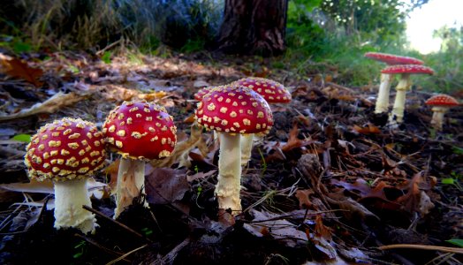 Fly Agaric.(Amanita muscaria)