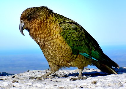 The Kea Apline parrot.