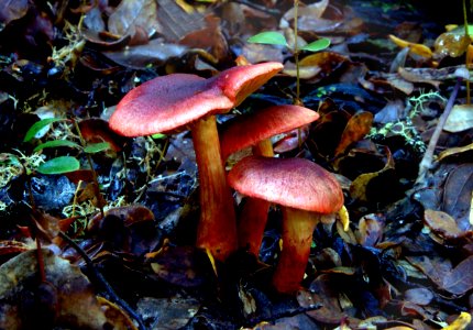 Cortinarius semisanguineus.