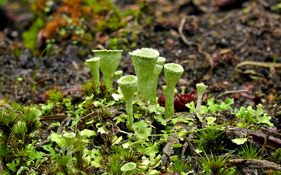 Pixie Cups (Cladonia pyxidata)