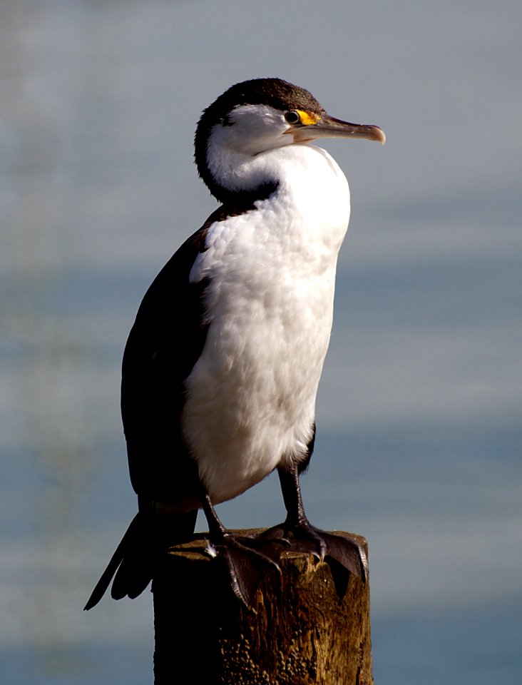 Pied Shag. (Phalacrocorax varius)