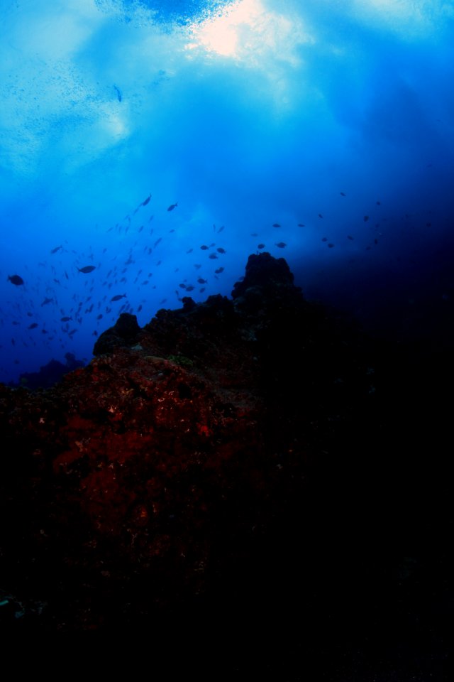 Gardner Pinnacle Reefscape