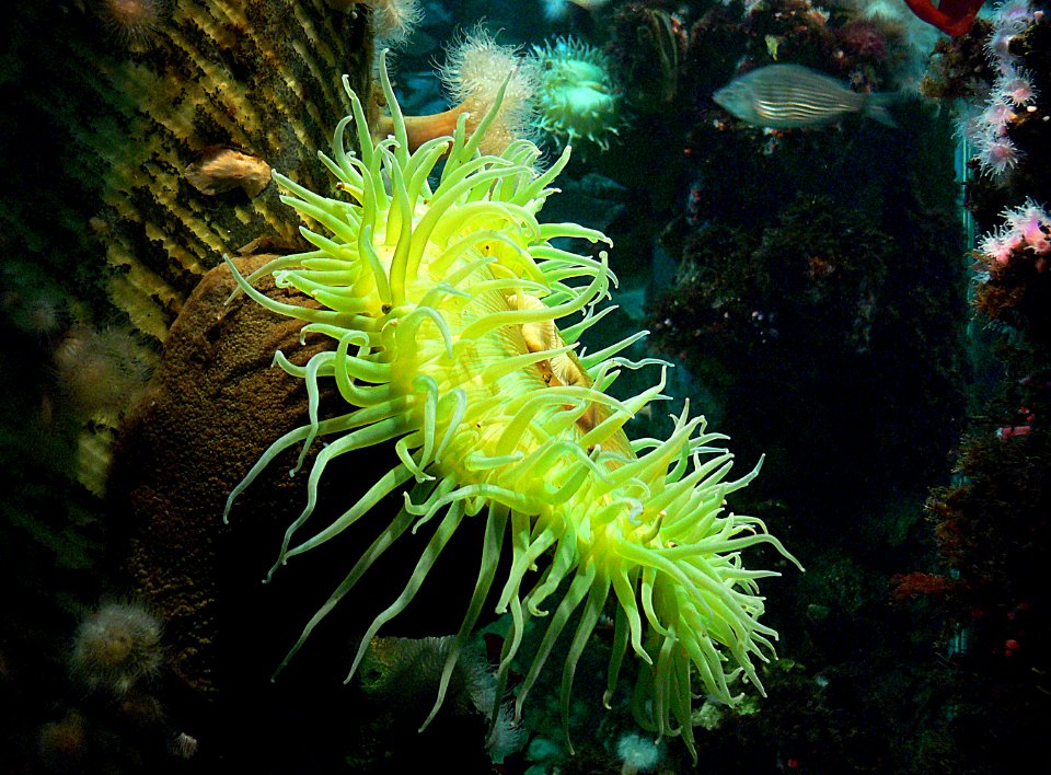 Giant green anemone