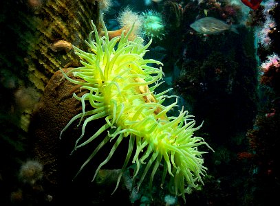 Giant green anemone