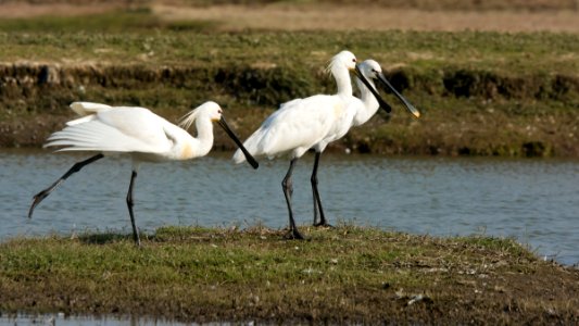 Spoonbills stretching before take off photo