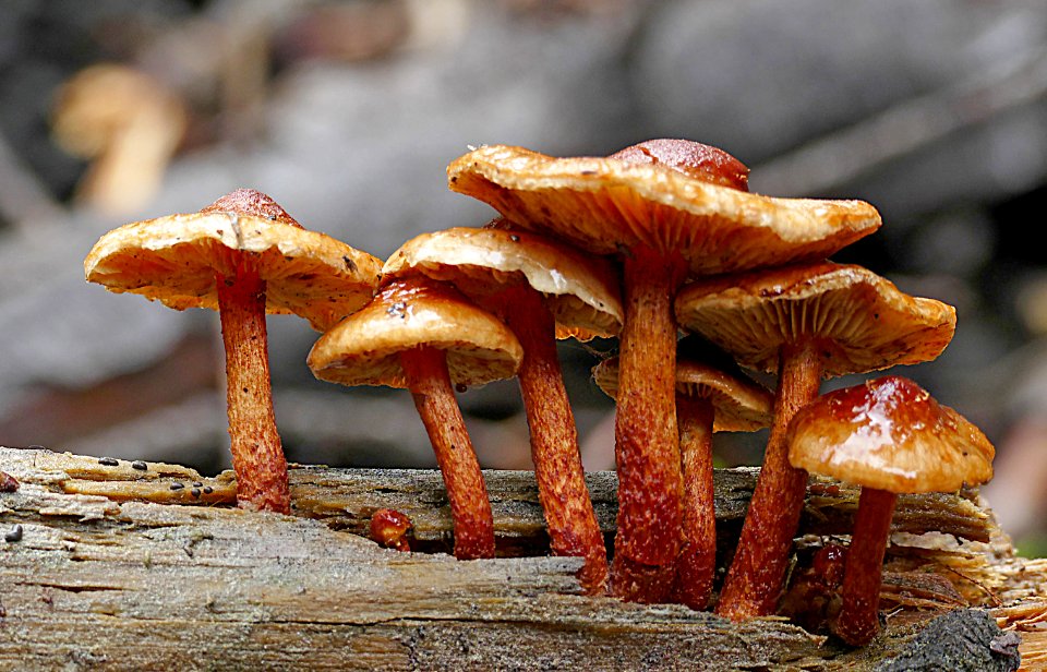 Sulphur tufts (Hypholoma fasciculare)
