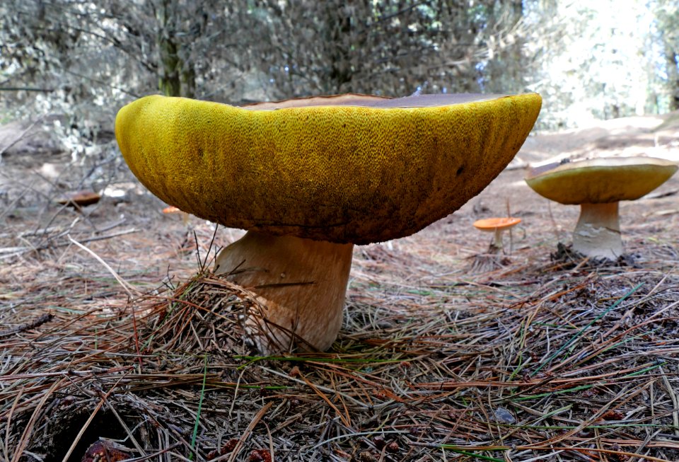 Boletus edulis (penny bun, cep, porcino or porcini)