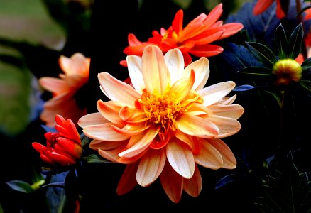 Keith H dahlia.