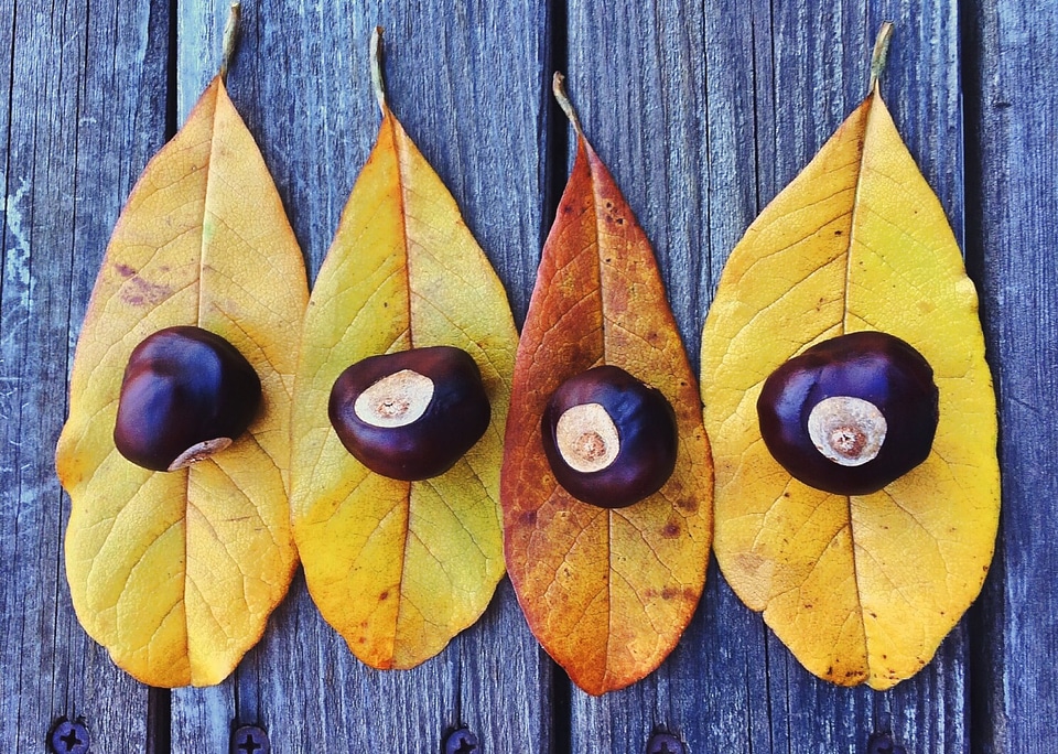 Season leaf fall leaves background