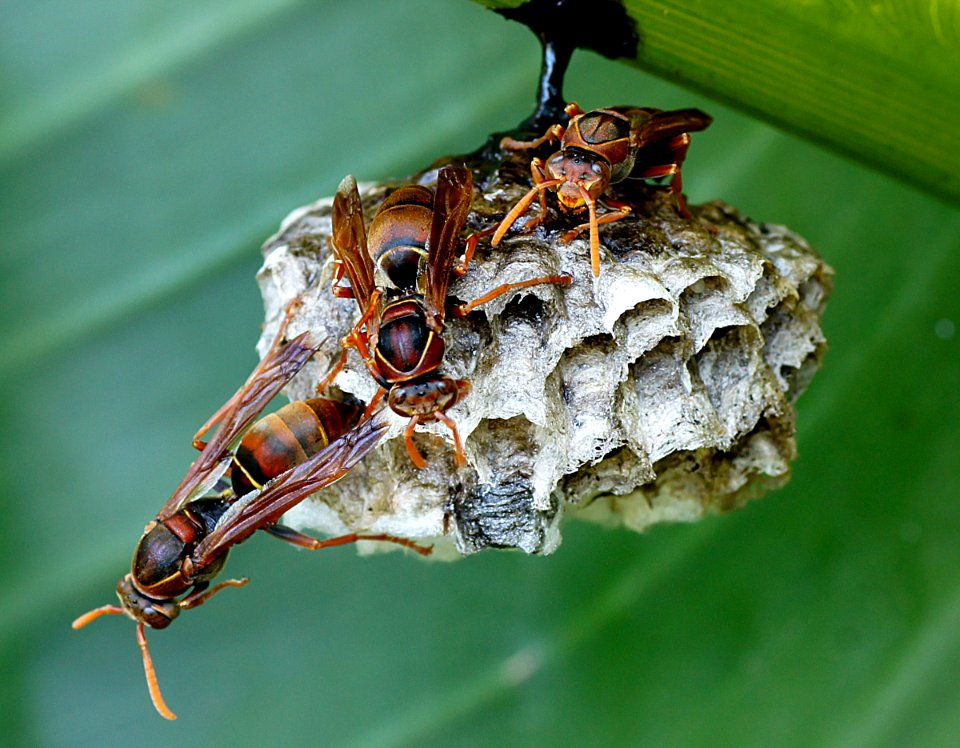 Australian paper wasp.