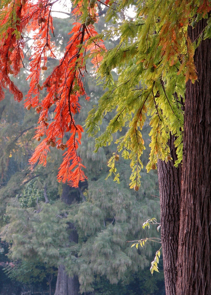 Nature season autumn